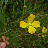 Ludwigia decurrens Walter